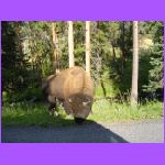 Bison In Road.jpg